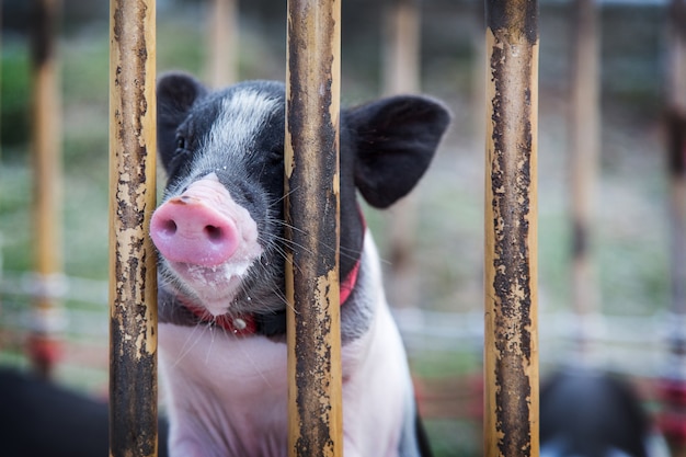 baby cute black pig on wood cage