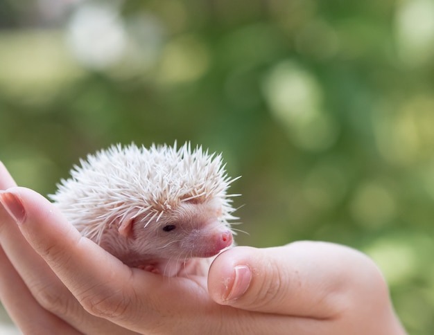 Baby cute hedgehog portrait