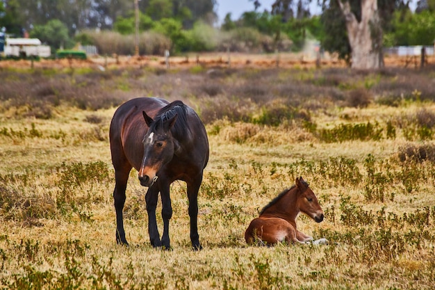 Baby dark brown foal and large brown horse resting