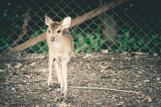 乾いた芝生のフィールド上の赤ちゃん鹿家族