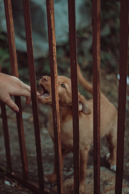 Foto morso di cane bambino