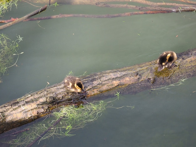 Baby duck birds