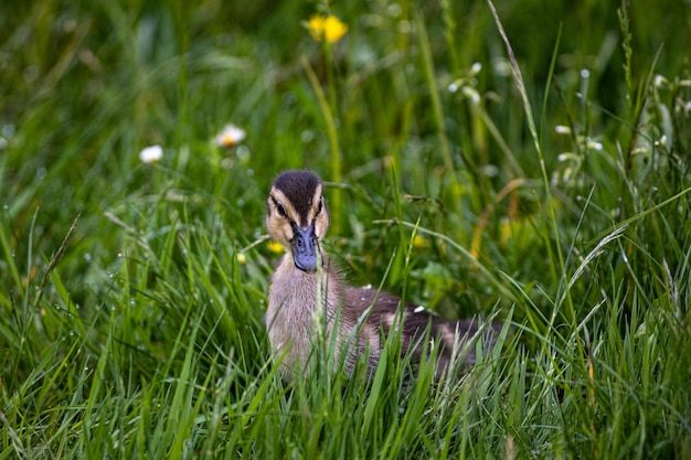 Photo baby duck in springtime