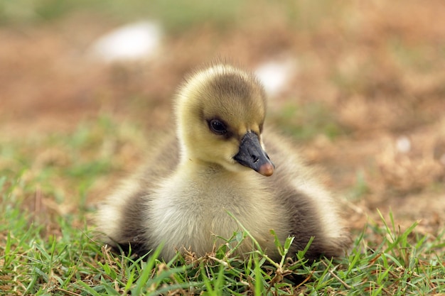 baby duck