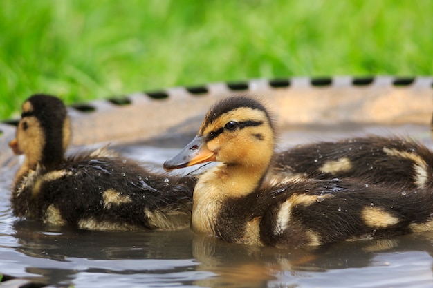 写真 水の中の赤ちゃんアヒル