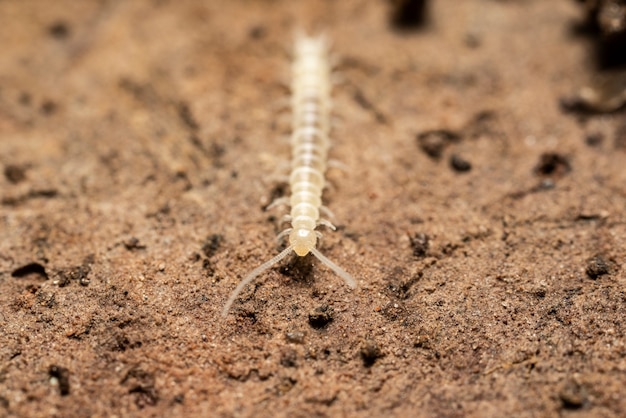 baby duizendpoten macrofotografie