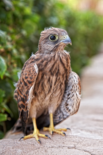 baby eagle in the nature