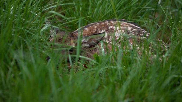 Baby edelhert verstopt zich op lang gras in de zomerse natuur