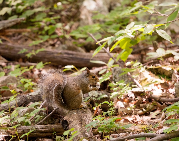 Baby eekhoorn in bos