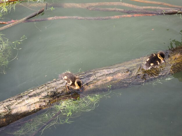 Baby eend vogels