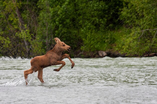 Foto baby eland loopt in de rivier.