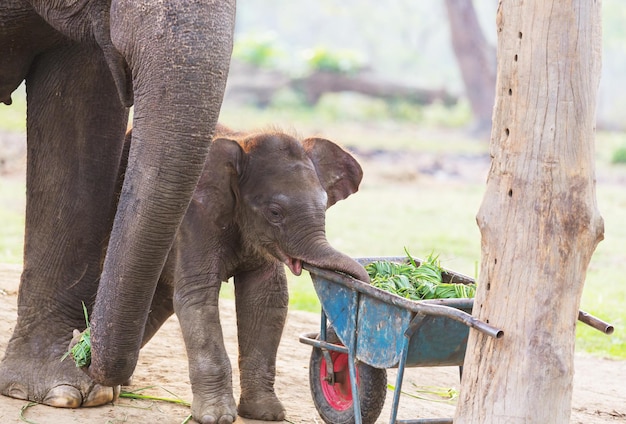 Baby elephant in Chitvan National Park, Nepal