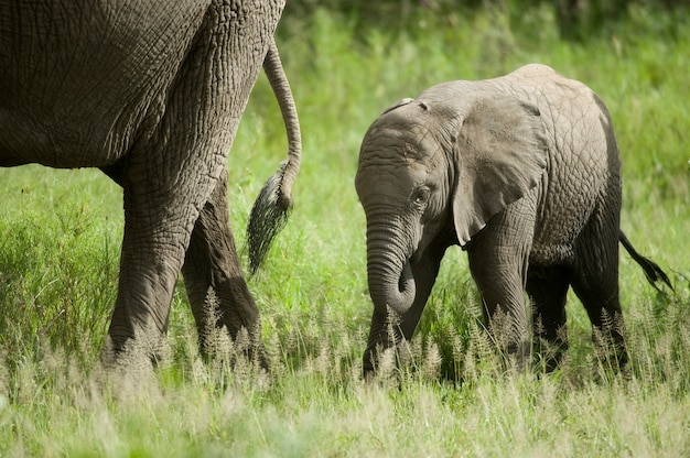 Слоненок и его мать