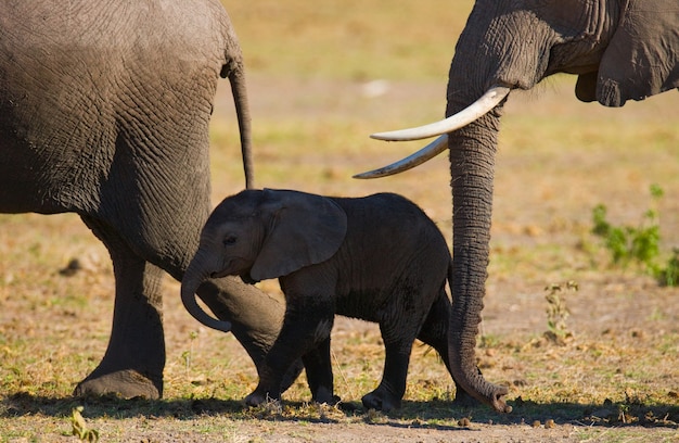 Baby elephant is going close to his mother.