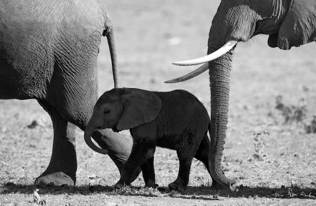 Baby elephant is going close to his mother.