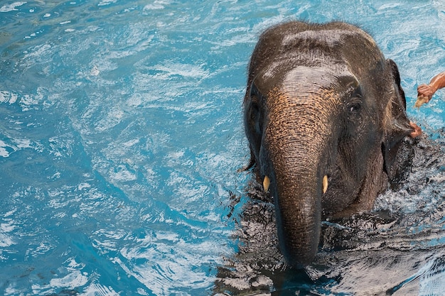 Photo baby elephant playing in water