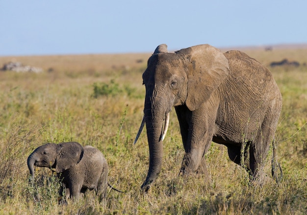 Baby elephant with his mother.