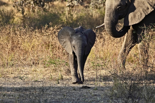 Baby elephant