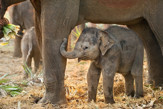 Baby elephant