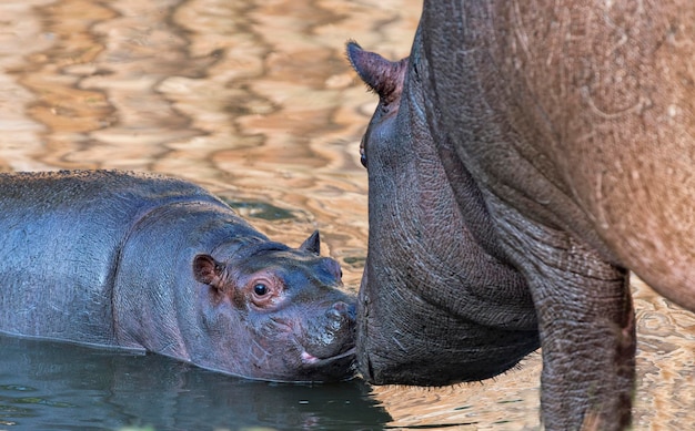 Baby en groot moederhyppopotamusportret