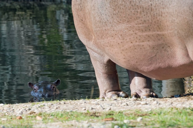 Foto baby en groot moederhyppopotamusportret