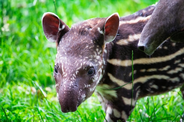 絶滅危惧種の南米バクの赤ちゃん