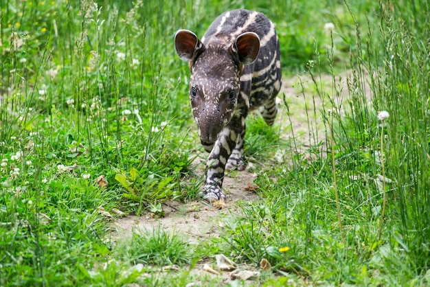 絶滅危惧種の南米バクの赤ちゃん