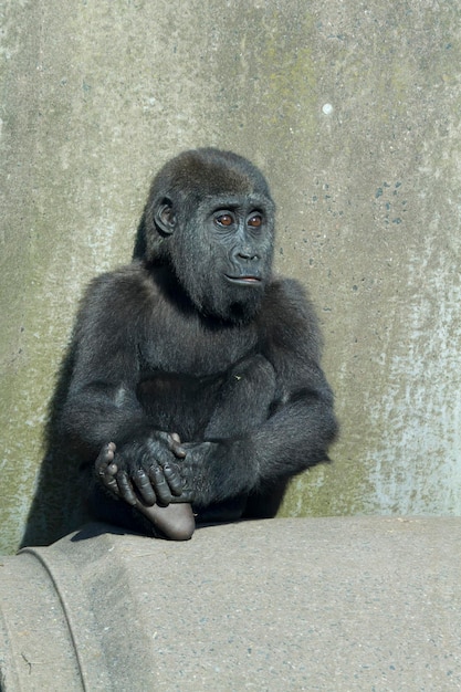 Foto un bambino gorilla femmina seduto sul cemento