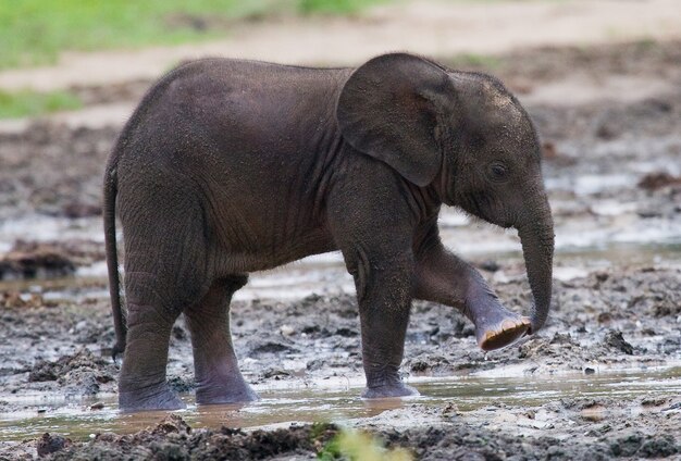 Baby forest elephant 