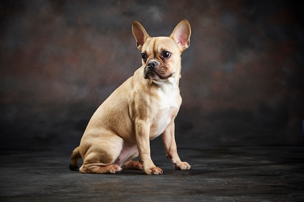 Photo baby french bulldog