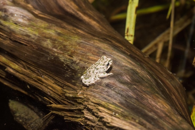 Baby frog sitting on a old tree trunk