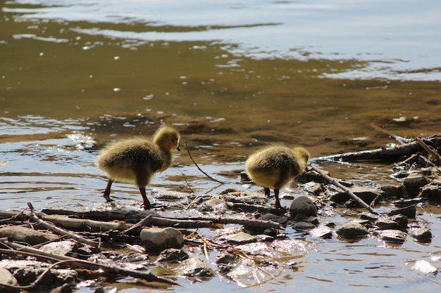 Baby Geese (Goslings)