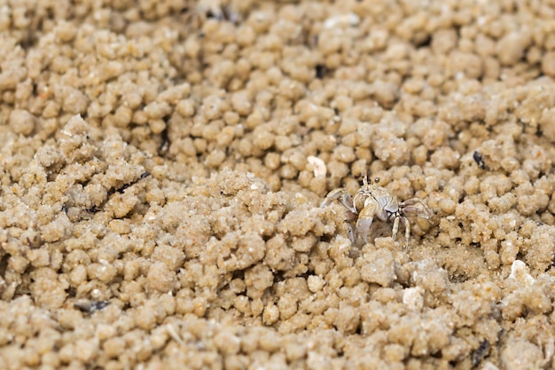 砂の上に赤ちゃんゴーストカニ。野生動物。動物の背景。