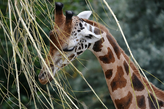 Baby giraffe next to plant