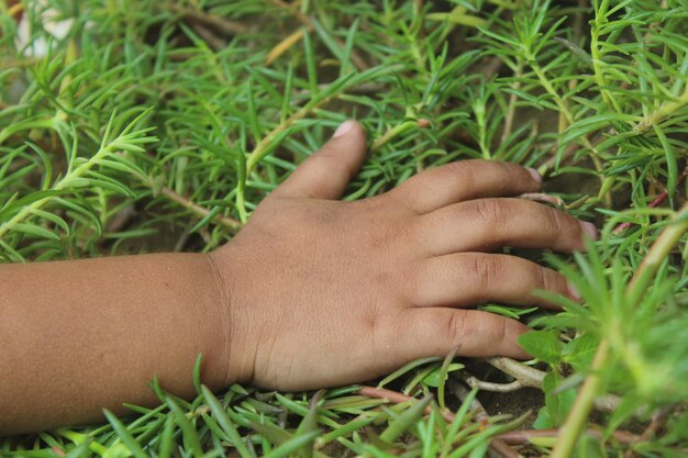 Baby Girl Beautiful little hand laying on Portulaca Grandiflora Moss Rose Plant closeup stock photo