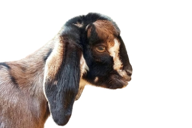 Photo baby goat head isolated on white background