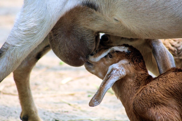 A baby goat is nursing from its mother.