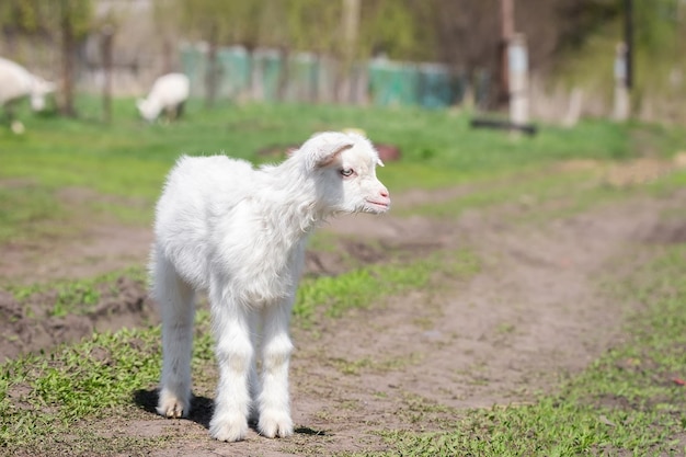 Baby goat kids stand in long summer grass