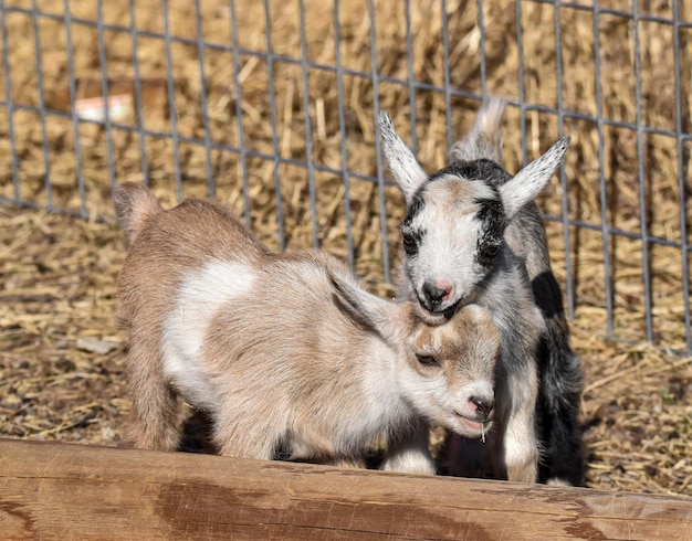 写真 赤ちゃんのヤギの姉妹が近づいてくる