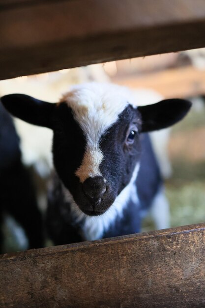 Photo a baby goat with black and white spots is looking at the camera