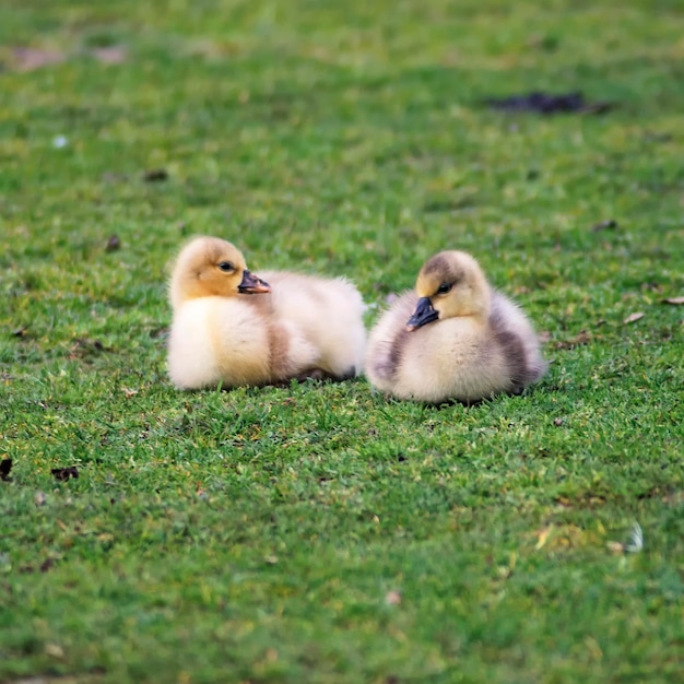 Baby Gooses