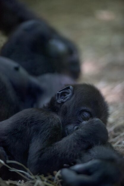 Baby gorilla sleeping on mother