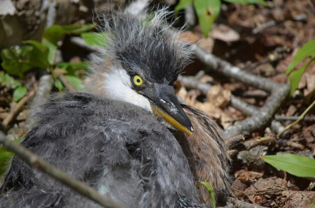 Photo baby great blue heron bird fallen out of his nest