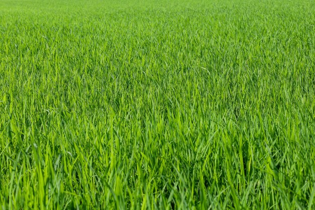 Baby Green rice field in countryside at thailand