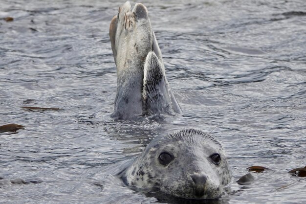 Foto baby grijze zeehond