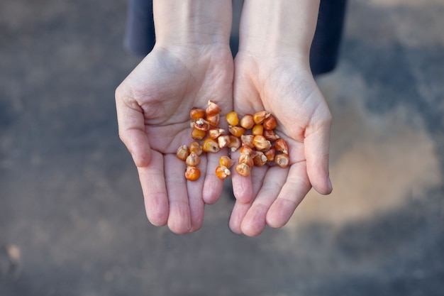 Детские руки держат семена кукурузы. Подготовка к посадке.