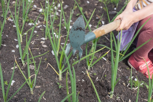 Baby hands loosen planting with onions