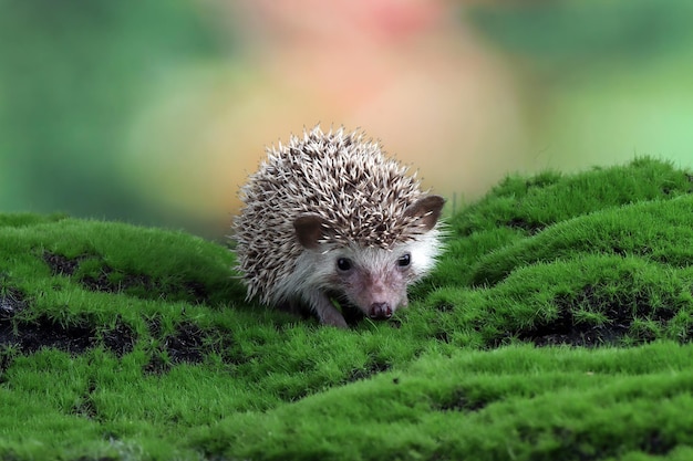 Baby hedgehog playing on grass