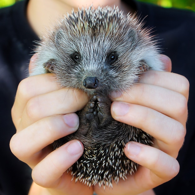 人間の手で赤ちゃんハリネズミ