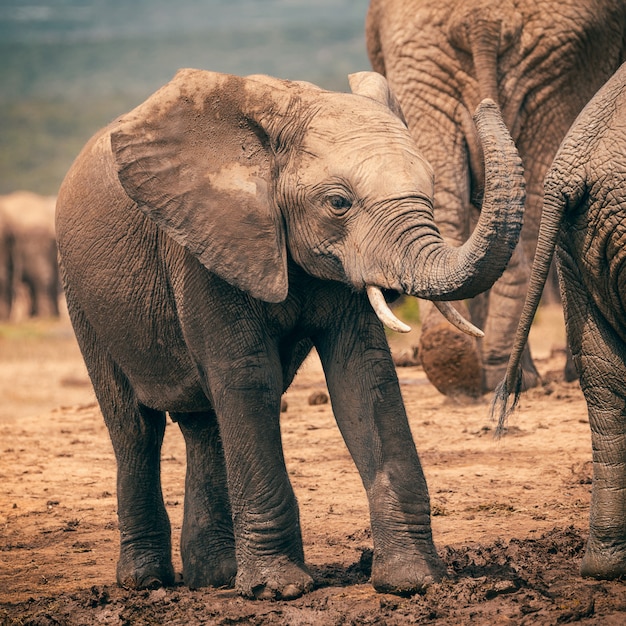 Baby het afrikaanse olifant spelen met boomstam in het nationale park van addo, zuid-afrika